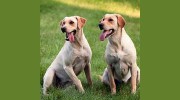 Prairie Ranch Kennels