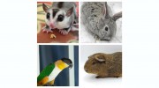 Critter Love Pet Store