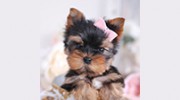 Teacups Puppies & Boutique