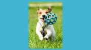 FurrBabies Pet Services