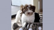 Canyon Hills Havanese & Coton's