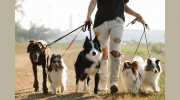 Dancing Paws Pet Care