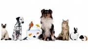 Polacek's Petsitting