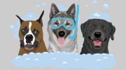 Ashley's Waggin' Wheels Mobile Pet Grooming