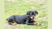 Pet Pampering Plus