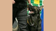Blue Ribbon Dog Training Acdmy