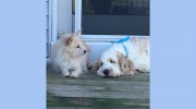 Noho Pet Sitters