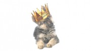 Gypsy Glen K-9 Kastle