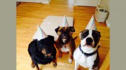 Pawsitive Play