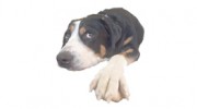 Back Forty Kennel