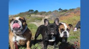 Frenchie Fetch