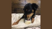 Archer Road Pet Resort