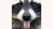 Riverside Pet Grooming