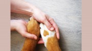 Empire Pet Care