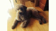 Doggone Styles By Pilar
