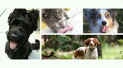 Doggy Detail Pet Care Dog Walking & Pet Sitting