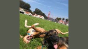 Once Upon A Dog Walk