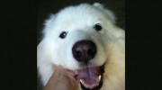 Glendale Pet Resort