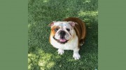 Brentwood Pet Resort