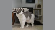 MeowLux Cat Hotel