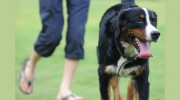 A New Leash On Life