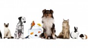 Tender Paws Pet Sitting
