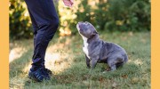 The Loyal Hound