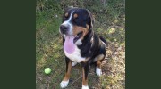 Blue Sky Pet Services