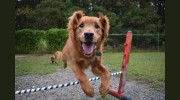Riordan's Kennels