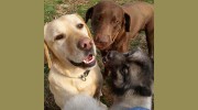 Wagg-n-Purr Retreat