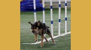 Canine Sports & Activity Center
