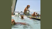 Dogs Day Inn