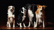 Club K9