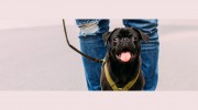 Kentuckiana Animal Clinic