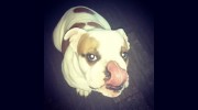 Auntie M's Professional Pet Care