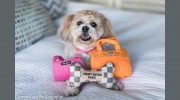 All Paws Gourmet Pet Store