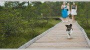 Virginia Veterinary Centers