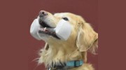 Obedience Dog Training Club