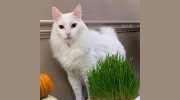 North Shelby County Animal Hospital