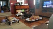 Roc Solid Obedience