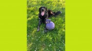 Goldner's Top Dog Pet Grooming
