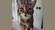 Paws & Whiskers Pet Sitting Services