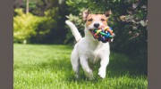 Doggie D'tails 2 The Lodge