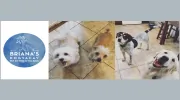 Briana's DogVacay