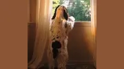 Barking Up the Right Tree