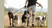 Dancing Paws Pet Care