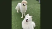 Buddy's Doggie Daycare, Grooming & Boarding