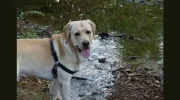 Brewster's Buddies Pet Sitting
