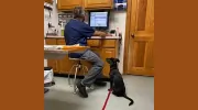 Goldens Bridge Veterinary Care Center
