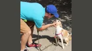 Jersey City Dog Walking